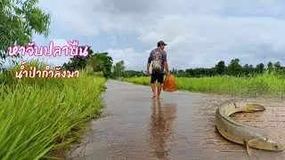น้ำป่าไหลหลาก หาจับปลาบืน ทั้งสนุกทั้งเหนื่อย ทั้งหมาน / ตุ้มแพรว พาเพลิน EP.512