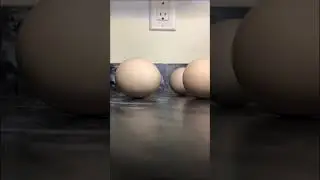 More Eggs #meme #shorts #why #egg