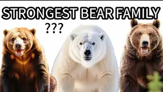 Which is the Strongest Bear Family + Amazing FACTS About Bear's #animals #bears