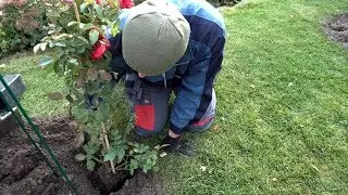 Mini Poradnik Różany - Sadzenie RÓŻ