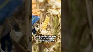 #VIRAL support pemerintah sangat membantu petani indonesia #short #petani #gorontalo