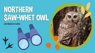 Bird Break: Northern Saw-Whet Owl