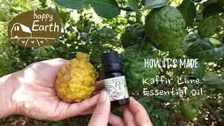 How It's Made: Kaffir Lime Essential Oil