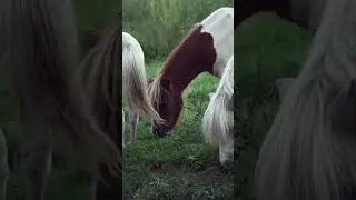 Horse 🐎 🐴 #horse #horses #animals #animals #short #shorts @naturethe