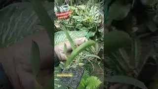Bulbophyllum Crassipes Orchid..