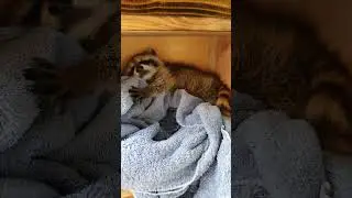 sleeping racoon!