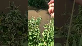 ATX-2 First Stage Shot! Powerful Tilapia Fishing Test &ndash; Clean Penetration in Water