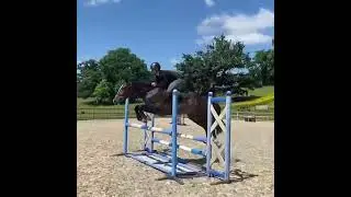 FLASHY YOUNG HORSE WITH THE HEART OF A LION