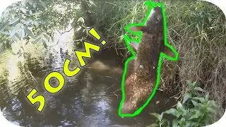 Huge Eel Tail catfish!!!! (50cm +)