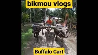 Buffalo cart#viral