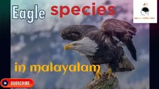 Top 5 Eagle species in malayalam | 47 sense Malayalam | ABHINAV
