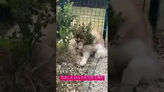 Blant, a husky || DICA DA DUQUESA FOFOS