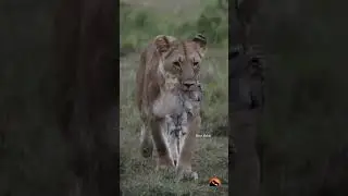New born lion cub. lioness gave birth to baby and taking cub to safe area. Precious my best video.