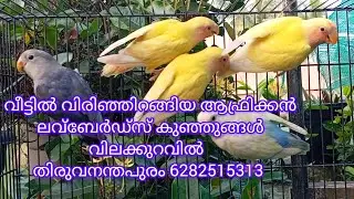 വീട്ടിൽ വിരിഞ്ഞിറങ്ങിയ ആഫ്രിക്കൻ ലവ്ബേർഡ്സ് കുഞ്ഞുങ്ങൾ   തിരുവനന്തപുരം6282515313 #pets#birds#parrot 