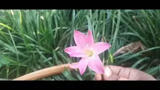 #vlog#garden plants#brinjal plant#like and subscribe#small video#golden flowers