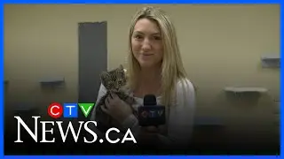 NS animal shelter has no pets