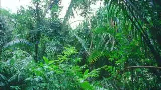 David Tudor - Rainforest (version1 complete)