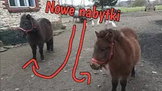 Nowe kucyki w Hodowli oraz mała anegdotka