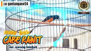 Tembus Volumenya edunnn murai batu 