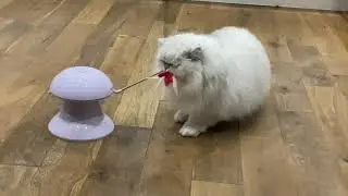 Dadypet Cat Laser Toy 2 in 1 Interactive toy review, Persian Cats demo
