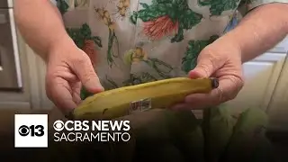 The different kinds of bananas | Your Produce Man