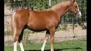 SOLD: Clanfair Corvette - Section B Welsh Pony colt