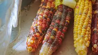 India's Maize Green Revolution