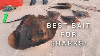 What is the best shark bait? How to catch sharks from the beach. (Anna Maria Island, FL- Fishing)