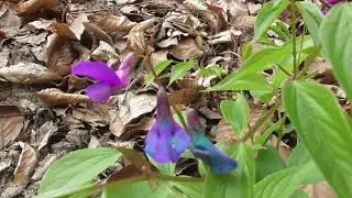 Lathyrus vernus, spring vetchling, spring pea, spring vetch is a species of flowering herbaceous