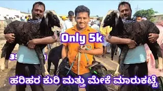 After bakrid Harihar sheep market update Every Tuesday morning bazar Karnataka India