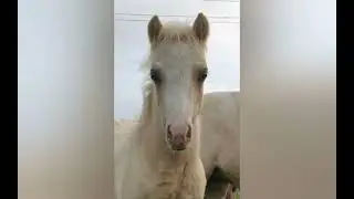 pferde und ponY ❤️ ❤️ ❤️ ❤️ ❤️   