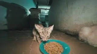 Feeding Stray Cats at the Local Market 275 | Quiet Cat Moments with English Subtitles