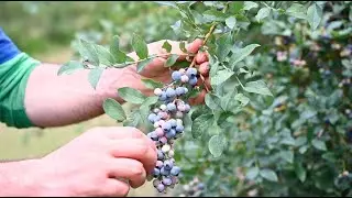 Green Meadows Farm Blueberry U-Pick Tour (w/ Tallahassee Nurseries)