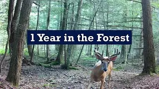 Trail Cam: 1 Year in a Secluded Forest