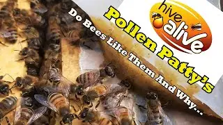 Пыльцевые котлеты HiveAlive: нравятся ли они пчелам и почему...