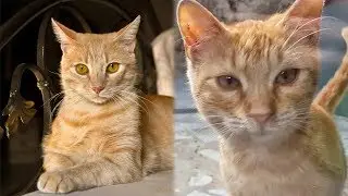 Il gatto Andrea di Marescuro &egrave; identico alla nostra gattina randagia Andrea!