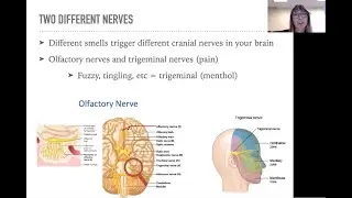 Pathways to Lifelong Health | The Role of Olfaction in Determining Brain Health