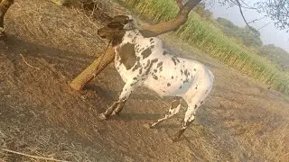 72186 42689 కోడె మహారాష్ట్ర bull for maharastra पड़े महाराष्ट्र