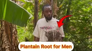 Boosting Male Sexual Power Naturally with Plantain Root
