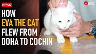 Eva the Cat Makes History at Cochin Airport as First Pet from Doha. This Is Her Story.