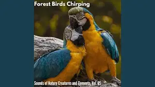 Lucky Birds