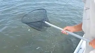 Cape Fear Tripletail Fishing