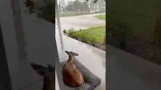 Deer Keeps Stealing Dog's Bed
