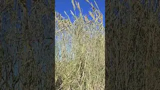 #nature #Reedbed #طبیعتگردی