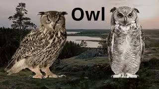 Evolution of Nature&rsquo;s Silent Hunters