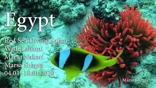 Red Sea Diving Safari January 2020