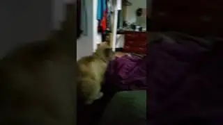 Binky blanket Bandit kitty cat