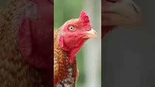 kodi pandam