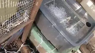 SUPER INEXPENSIVE MOUSE BREEDING SETUP!!!!