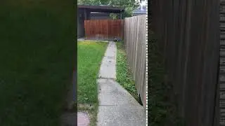 Skunk in the Backyard